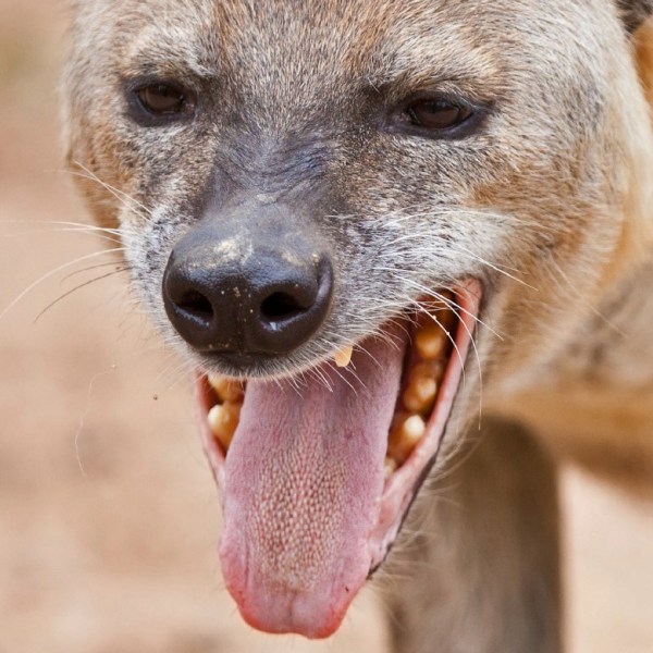 Snarling Hyena