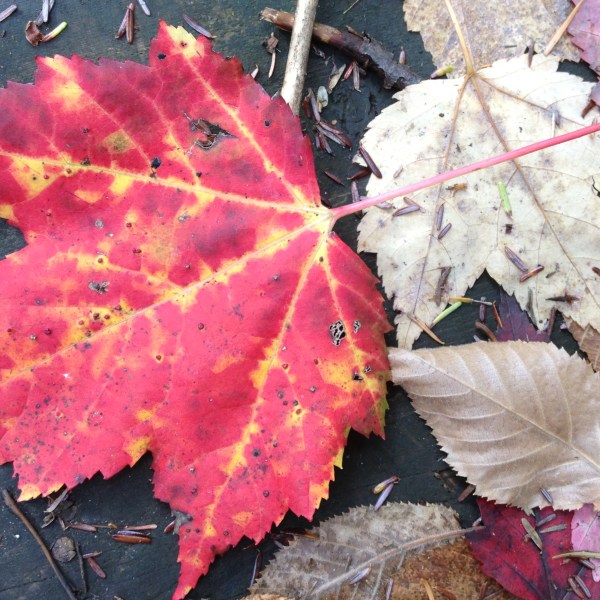 Maple Leaf Fall Colours Algonquin Park Hike