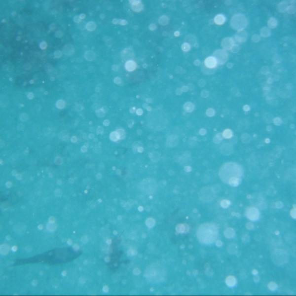 Underwater Caribbean Snorkeling Fish Out of focus