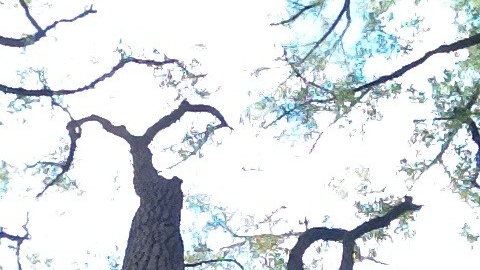 October Toronto Cherry Beach Fall Trees Bleak