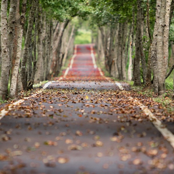 Single Lane Road Provence Golden Birch Fall