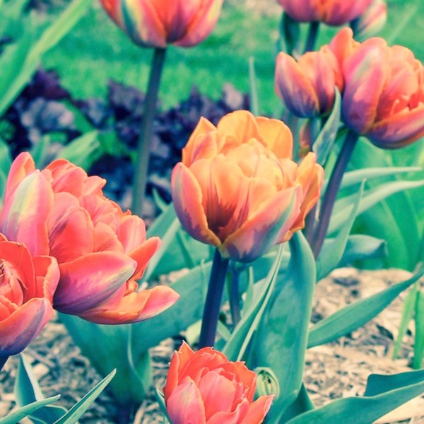Double Tulips Bright Orange Yellow