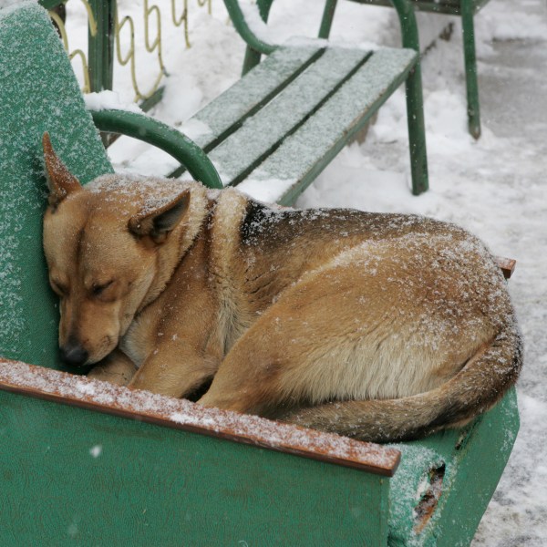 Homeless dog in winter