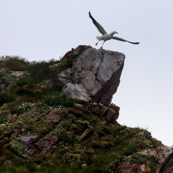 Gull about to takeoff from a rock